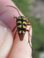 Typocerus sinuatus