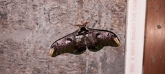 Saturnia zuleika