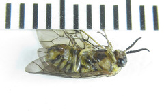Gilpinia polytoma