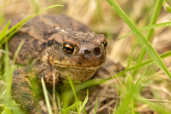 Lucilia bufonivora