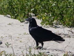 Corvus tasmanicus
