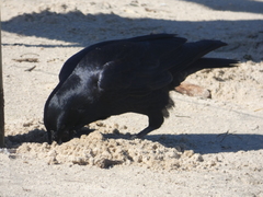 Corvus tasmanicus