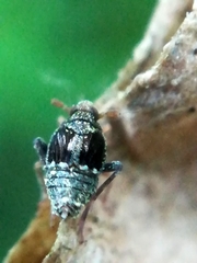 Megamelodes quadrimaculatus