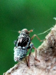 Megamelodes quadrimaculatus