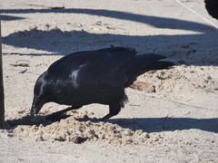 Corvus tasmanicus
