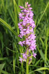 Gymnadenia densiflora