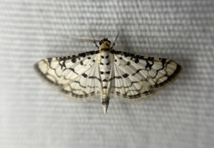 Hileithia rehamalis