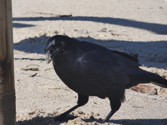 Corvus tasmanicus