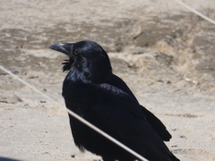 Corvus tasmanicus