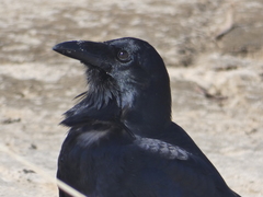 Corvus tasmanicus
