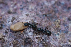 Formica fusca