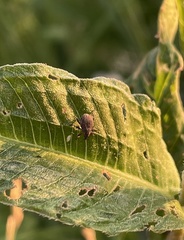 Rhinoncus inconspectus