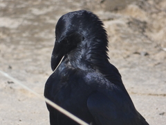 Corvus tasmanicus