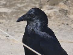 Corvus tasmanicus