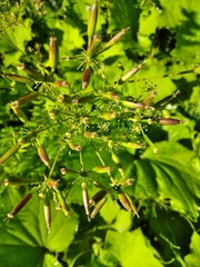 Chaerophyllum aromaticum