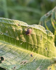 Rhinoncus inconspectus