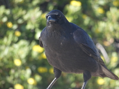 Corvus tasmanicus