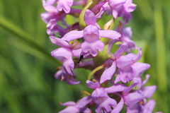 Gymnadenia densiflora