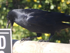 Corvus tasmanicus