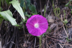 Ipomoea orizabensis orizabensis