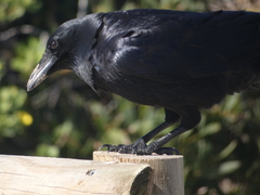 Corvus tasmanicus