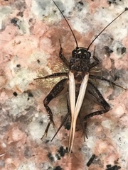Loxoblemmus