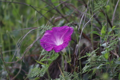 Ipomoea orizabensis orizabensis