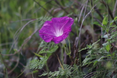 Ipomoea orizabensis orizabensis