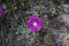 Ipomoea orizabensis orizabensis