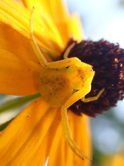 Misumenoides formosipes