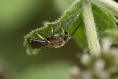 Halictus confusus