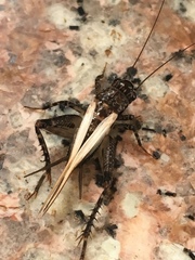 Loxoblemmus