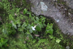Achimenes occidentalis