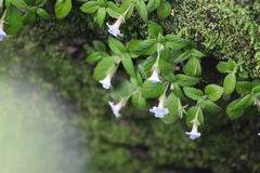 Achimenes occidentalis