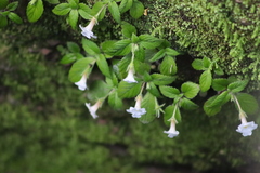 Achimenes occidentalis