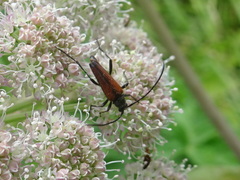 Stenurella melanura