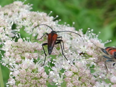 Stenurella melanura