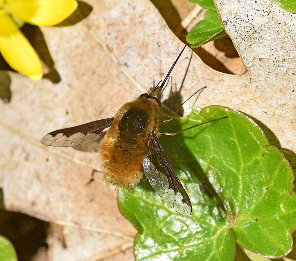 Greater bee fly (Bombylius major)