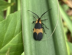 Calopteron reticulatum