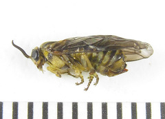 Gilpinia polytoma