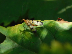 Panorpa speciosa