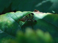 Panorpa speciosa