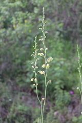 Prochnyanthes mexicana