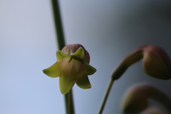 Prochnyanthes mexicana