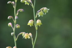 Prochnyanthes mexicana