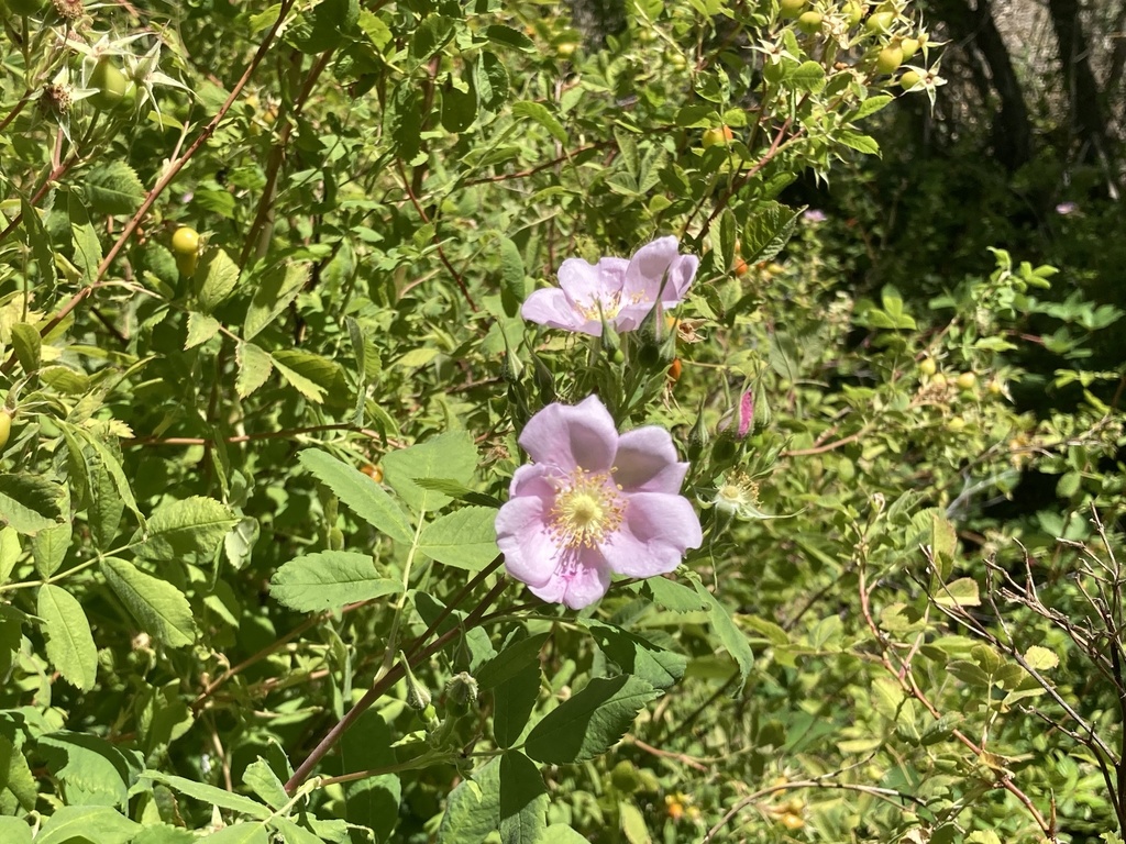 California Wild Rose from Rockville Hills Regional Park, Fairfield, CA ...