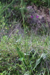 Prochnyanthes mexicana