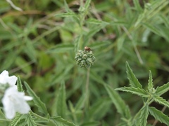 Varronia podocephala