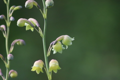 Prochnyanthes mexicana