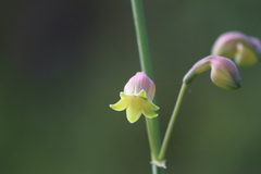 Prochnyanthes mexicana